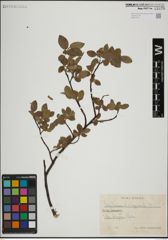 Foto von Salix herbacea L. x Salix lapponum L.